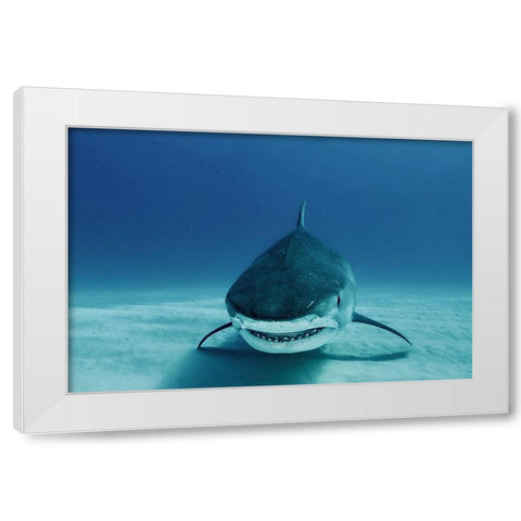 Face To Face White Modern Wood Framed Art Print by Melesan, Serge