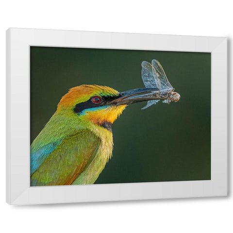 Rainbow Bee-Eater White Modern Wood Framed Art Print by Ahmadabdelhameed