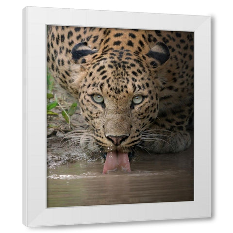 A Mesmerising Gaze Of The Fierce White Modern Wood Framed Art Print by Rawat, Chaitanya