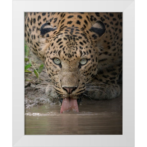 A Mesmerising Gaze Of The Fierce White Modern Wood Framed Art Print by Rawat, Chaitanya