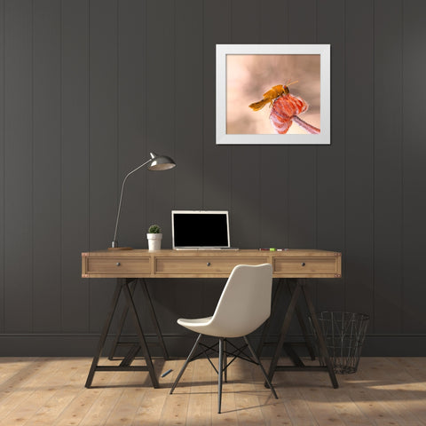 Hamburger For The Meal... White Modern Wood Framed Art Print by Dufour, Thierry