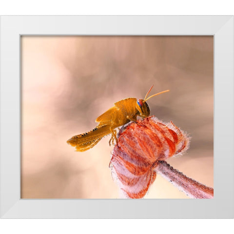 Hamburger For The Meal... White Modern Wood Framed Art Print by Dufour, Thierry