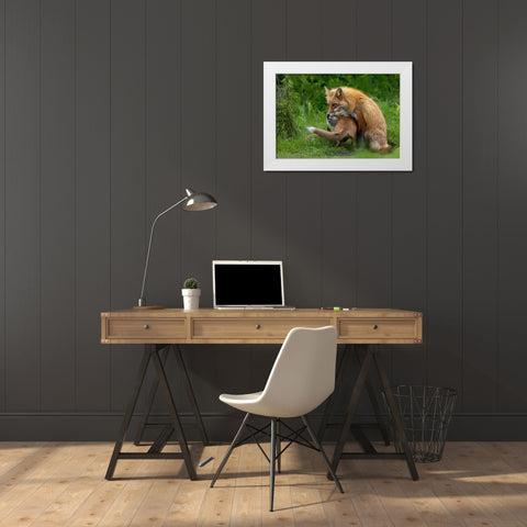Red Fox White Modern Wood Framed Art Print by Huang, Johnson