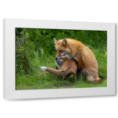 Red Fox White Modern Wood Framed Art Print by Huang, Johnson