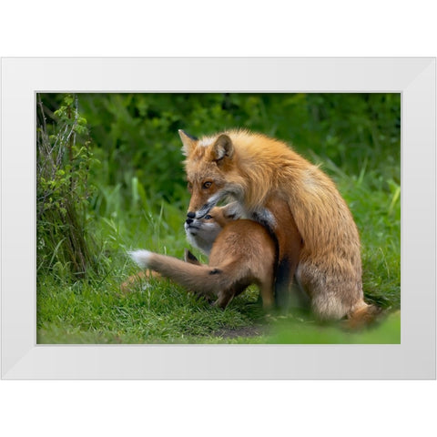 Red Fox White Modern Wood Framed Art Print by Huang, Johnson