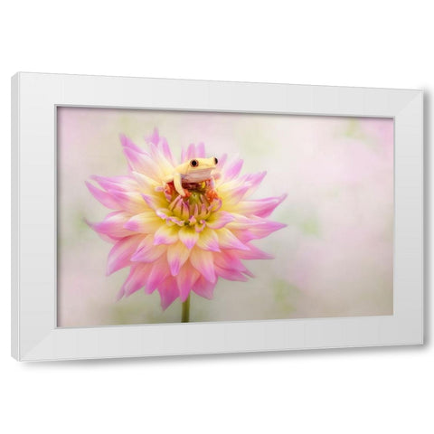Albino Red Eyed Tree Frog On A Dahlia White Modern Wood Framed Art Print by D Lester, Linda