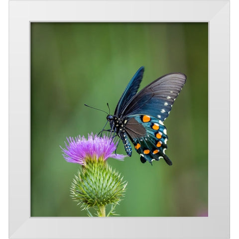 Pipevine Swallowtail White Modern Wood Framed Art Print by Haddix, Steven