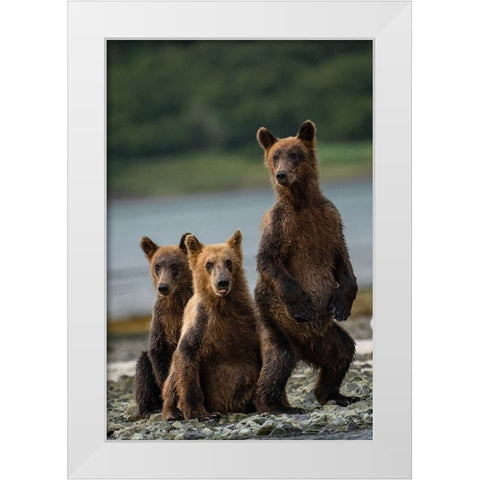 Do You Hear Something? White Modern Wood Framed Art Print by Gill, Barbara