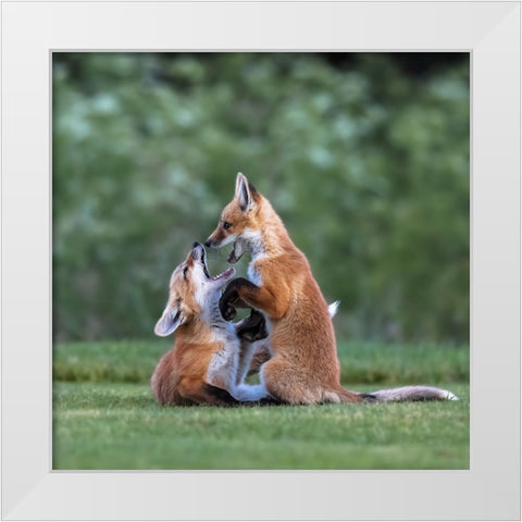 Red Fox White Modern Wood Framed Art Print by Taksing