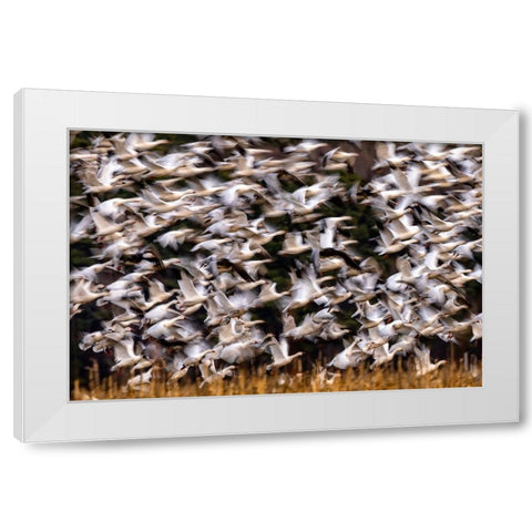 Snow Geese In Slow Motion White Modern Wood Framed Art Print by Zhang, Xiaohong