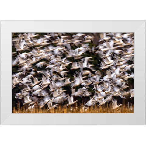 Snow Geese In Slow Motion White Modern Wood Framed Art Print by Zhang, Xiaohong