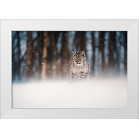 Amidst Snowstorm White Modern Wood Framed Art Print by Furch, Lukas