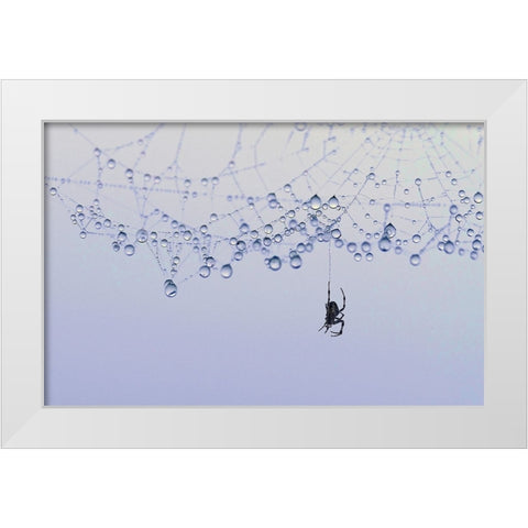 Trasparency White Modern Wood Framed Art Print by Pizzocaro, Giorgio