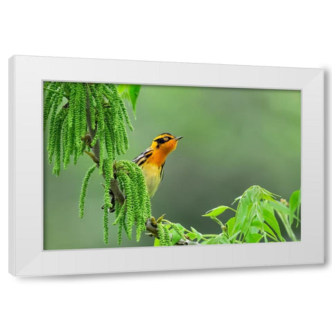 Expectation White Modern Wood Framed Art Print by Zuo, Jun