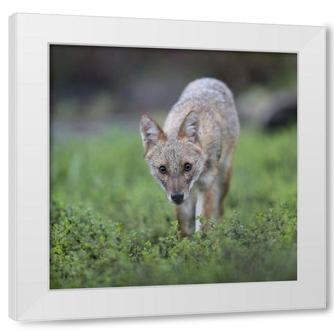 Untitled White Modern Wood Framed Art Print by Fruman, Yevgeny