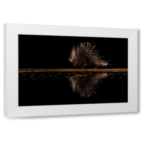 Crested Porcupine And ItS Reflection White Modern Wood Framed Art Print by Xu, Sheila
