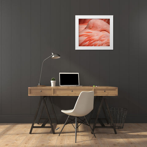 Portrait of a Pink Flamingo White Modern Wood Framed Art Print by Wechsler, Robin