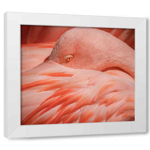 Portrait of a Pink Flamingo White Modern Wood Framed Art Print by Wechsler, Robin
