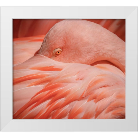 Portrait of a Pink Flamingo White Modern Wood Framed Art Print by Wechsler, Robin