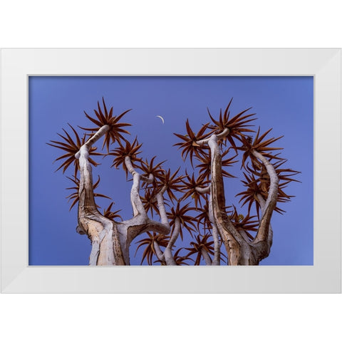 Quiver Tree #3 White Modern Wood Framed Art Print by Hou, Grant