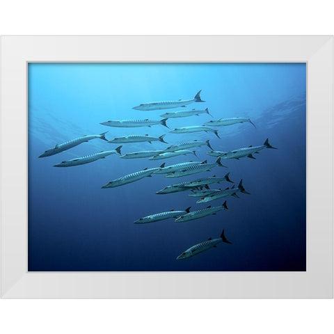Barracudas White Modern Wood Framed Art Print by Jager, Henry
