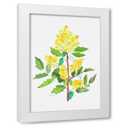 Oregon grape or Mahonia aquifolium botanical painting White Modern Wood Framed Art Print by Kata Botanical