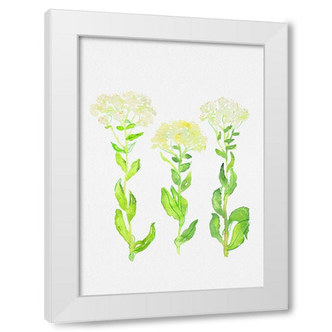 Hoary cress or Lepidium draba botanical painting White Modern Wood Framed Art Print by Kata Botanical