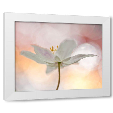 A Sip Of Art White Modern Wood Framed Art Print by Thalin, Bee