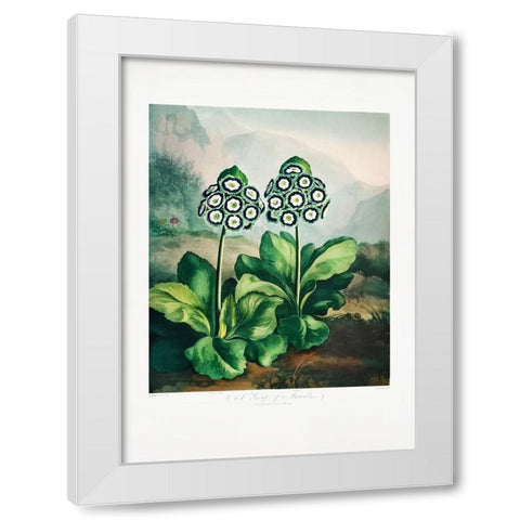 A Group of Auriculas from The Temple of Flora 2 (1807) White Modern Wood Framed Art Print by Pictufy