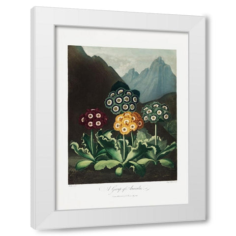 A Group of Auriculas from The Temple of Flora (1807) White Modern Wood Framed Art Print by Pictufy