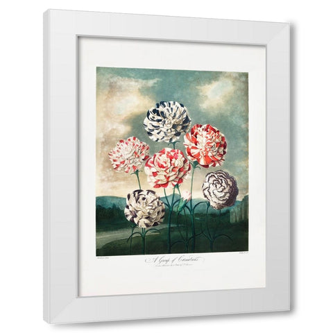 A Group of Carnations from The Temple of Flora (1807) White Modern Wood Framed Art Print by Pictufy