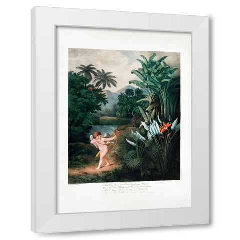 Cupid Inspiring Plants with Love from The Temple of Flora (1807) White Modern Wood Framed Art Print by Pictufy