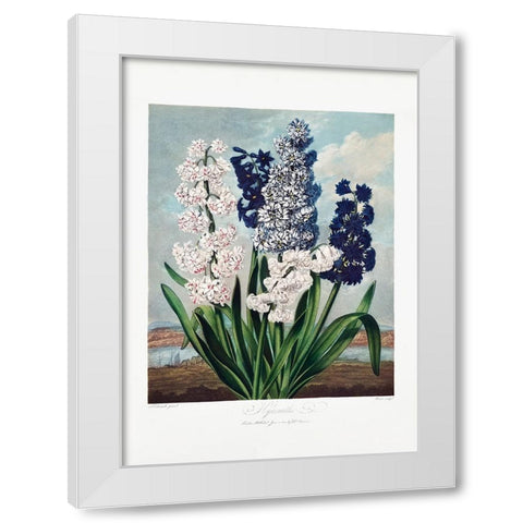 Hyacinths from The Temple of Flora (1807) White Modern Wood Framed Art Print by Pictufy