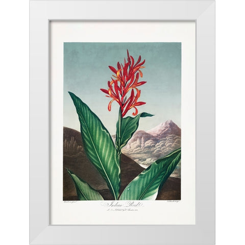 Indian Reed from The Temple of Flora (1807) White Modern Wood Framed Art Print by Pictufy