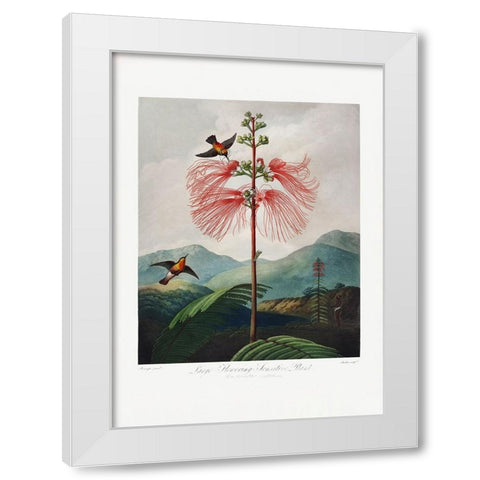 LargeaÂ€Â“Flowering Sensitive Plant from The Temple of Flora (1807) White Modern Wood Framed Art Print by Pictufy