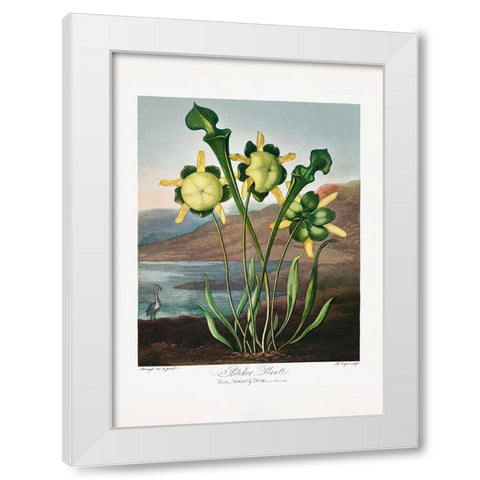 Pitcher Plant from The Temple of Flora (1807) White Modern Wood Framed Art Print by Pictufy