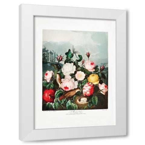 Roses from The Temple of Flora (1807) White Modern Wood Framed Art Print by Pictufy