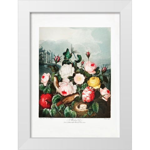 Roses from The Temple of Flora (1807) White Modern Wood Framed Art Print by Pictufy