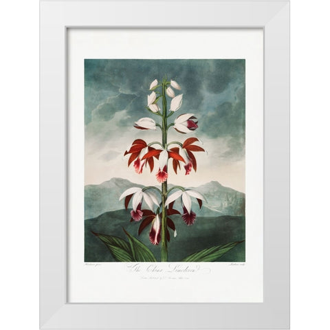 The Chinese Limodoron from The Temple of Flora (1807) White Modern Wood Framed Art Print by Pictufy