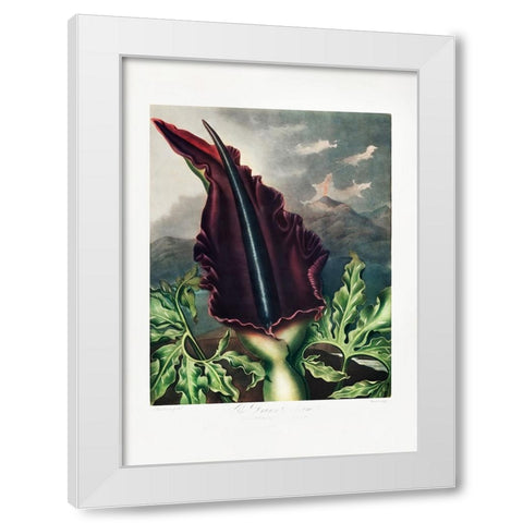 The Dragon Arum from The Temple of Flora (1807) White Modern Wood Framed Art Print by Pictufy