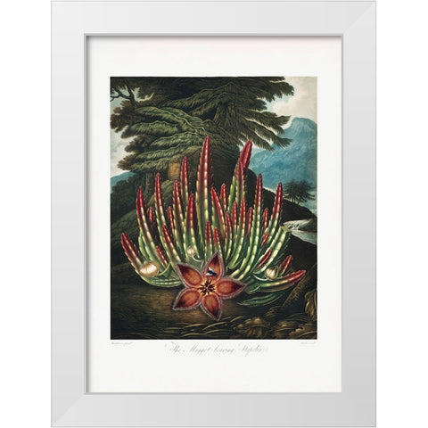 The MaggotaÂ€Â“Bearing Stapelia from The Temple of Flora (1807) White Modern Wood Framed Art Print by Pictufy