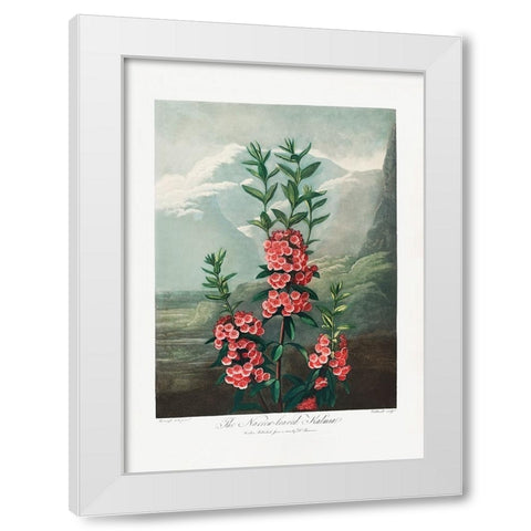 The NarrowaÂ€Â“Leaved Kalmia from The Temple of Flora (1807) White Modern Wood Framed Art Print by Pictufy