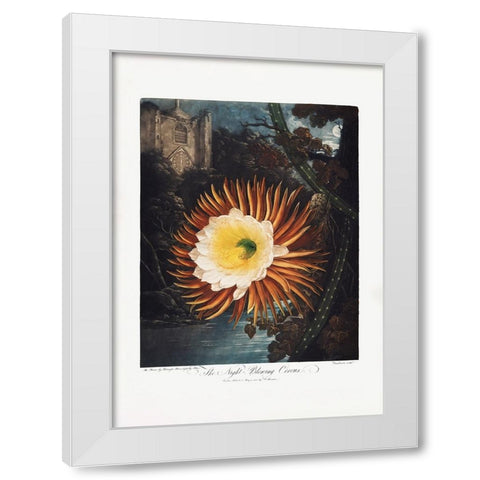 The NightaÂ€Â“Blowing Cereus from The Temple of Flora (1807) White Modern Wood Framed Art Print by Pictufy
