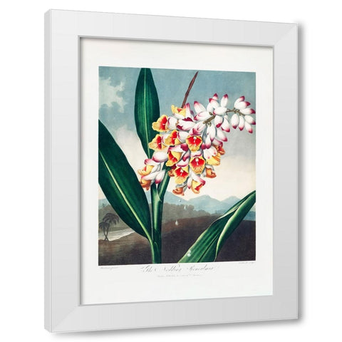 The Nodding Renealmia from The Temple of Flora (1807) White Modern Wood Framed Art Print by Pictufy