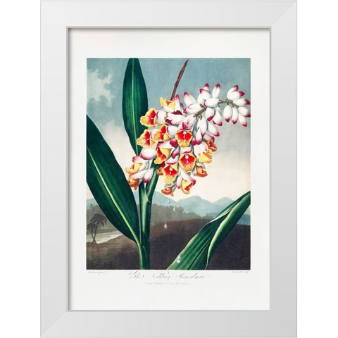 The Nodding Renealmia from The Temple of Flora (1807) White Modern Wood Framed Art Print by Pictufy
