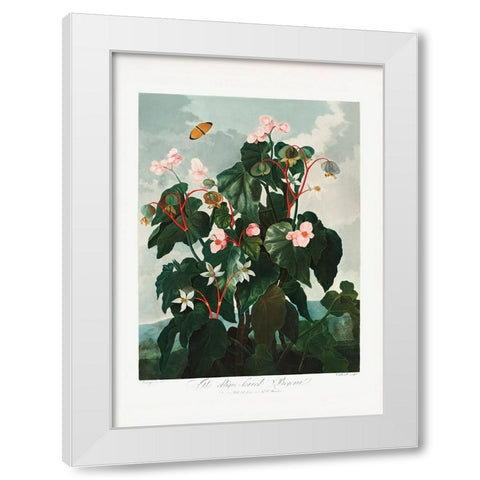 The ObliqueaÂ€Â“Leaved Begonia from The Temple of Flora (1807) White Modern Wood Framed Art Print by Pictufy