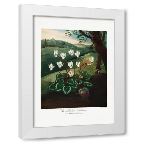 The Persian Cyclamen from The Temple of Flora (1807) White Modern Wood Framed Art Print by Pictufy