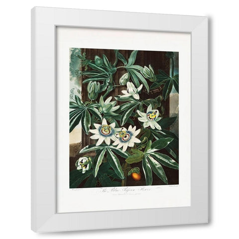 The Passiflora Cerulea from The Temple of Flora (1807) White Modern Wood Framed Art Print by Pictufy