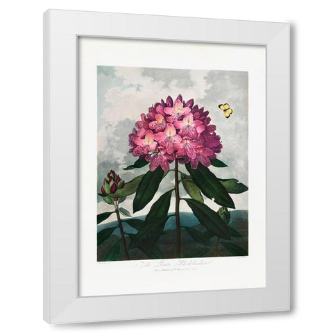 The Pontic Rhododendron from The Temple of Flora (1807) White Modern Wood Framed Art Print by Pictufy