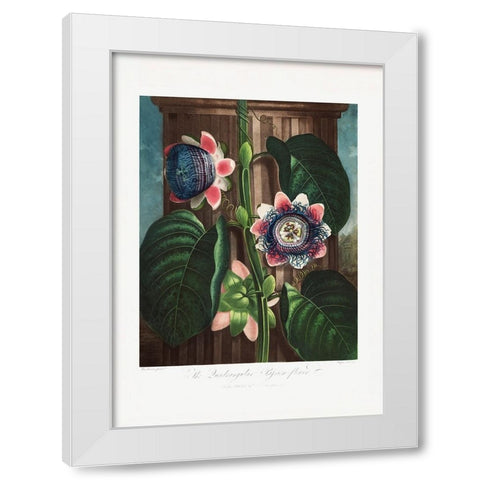 The Quadrangular Passion Flower from The Temple of Flora (1807) White Modern Wood Framed Art Print by Pictufy